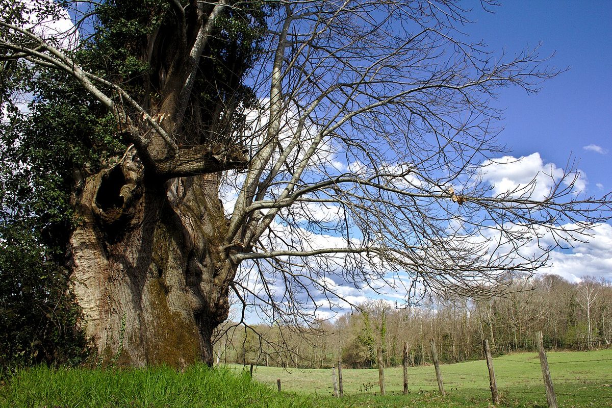 Arbre remarquable, châtaigner