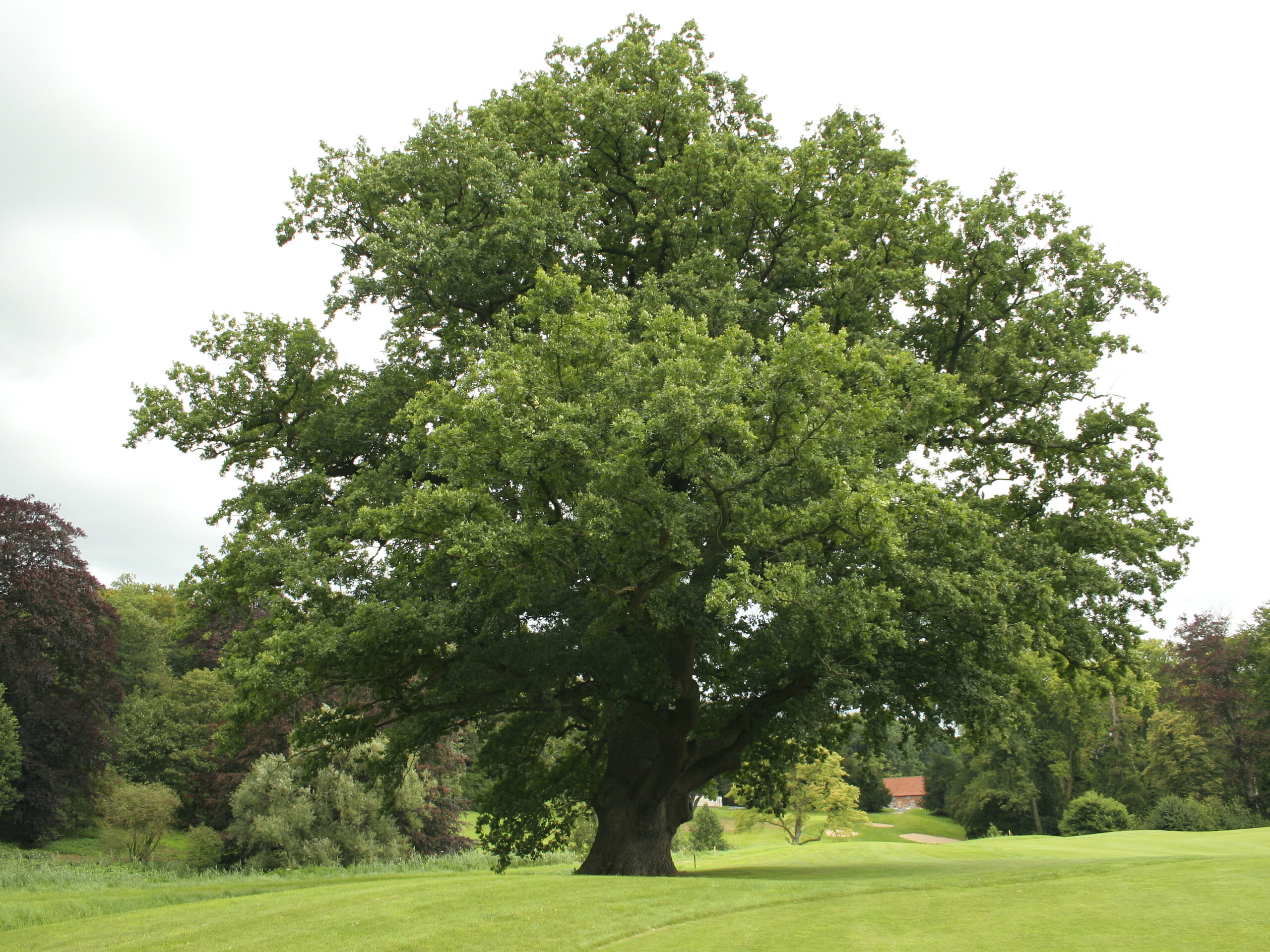 Arbre remarquable Chêne pédonculé