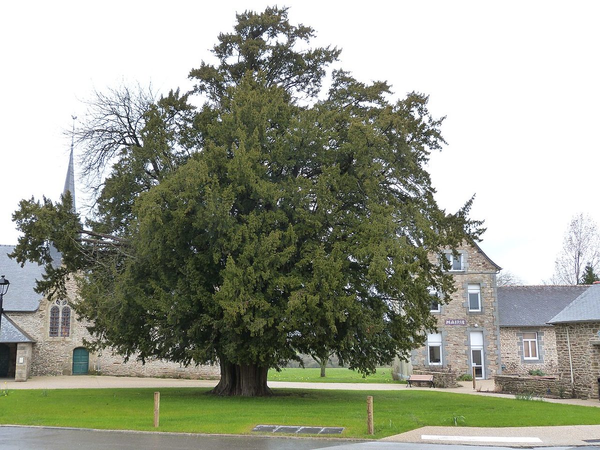 Arbre remarquable If et Merisier