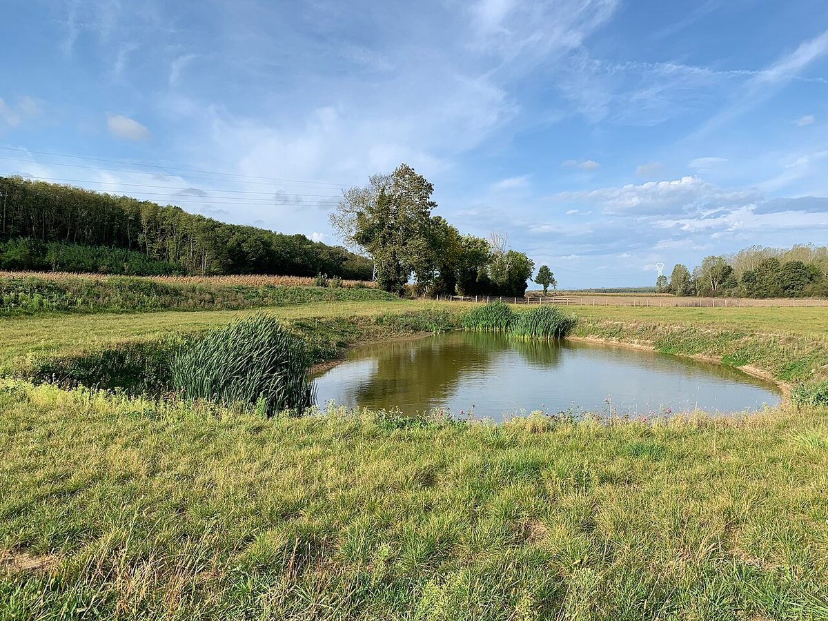 Etangs du Guic