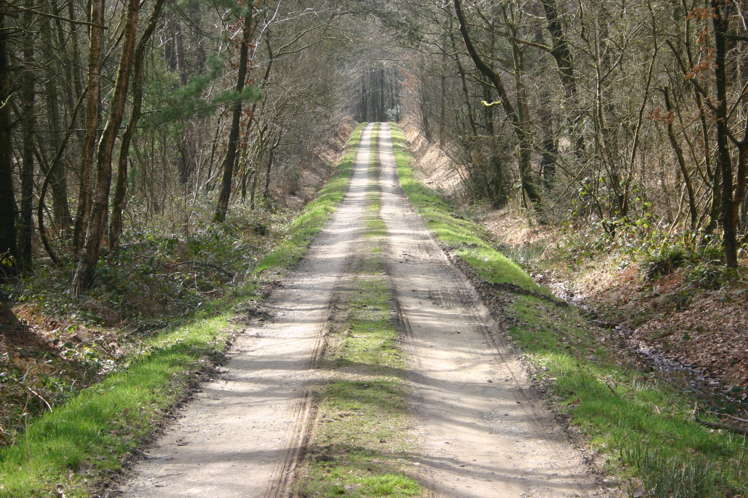 Forêt de Loudéac