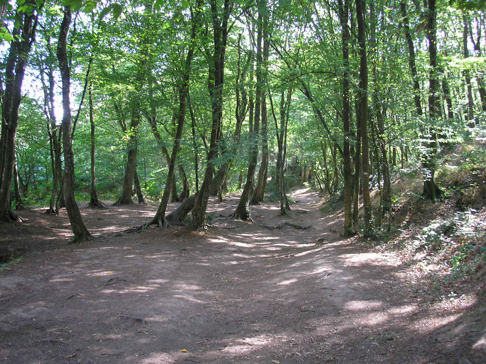 Forêt de Paimpont en Brocéliande