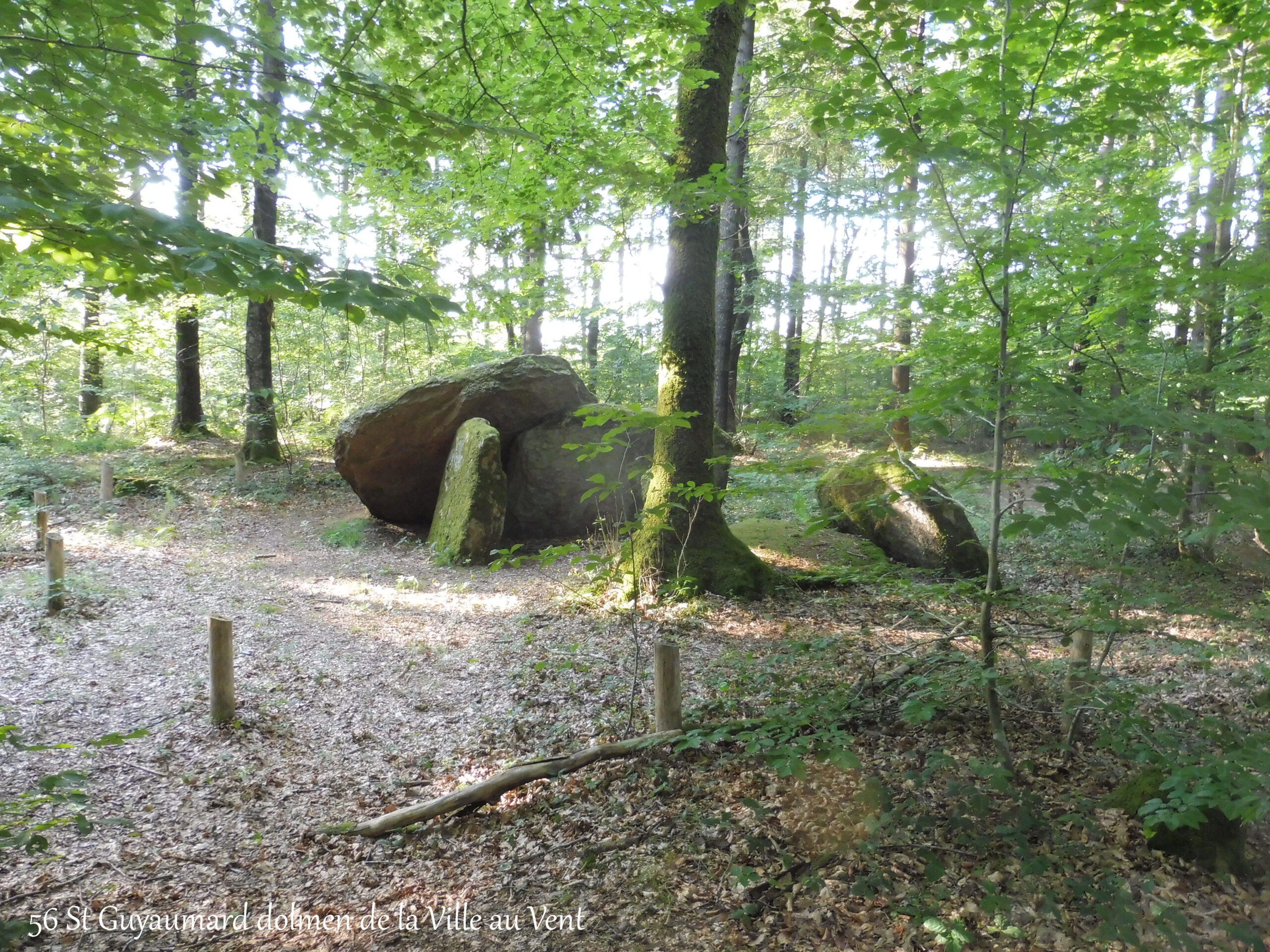 Forêt Domaniale de Coeby