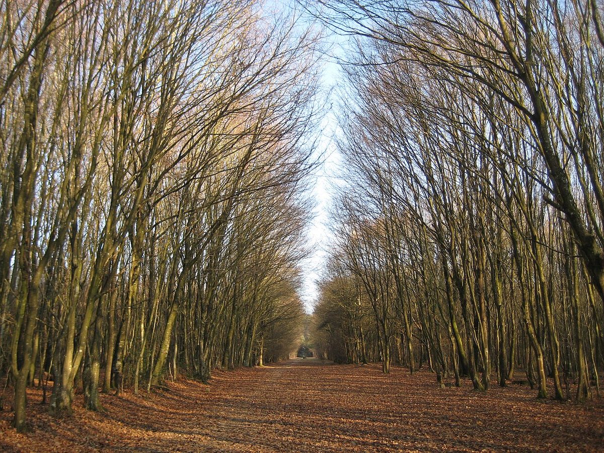 Forêt Domaniale de Rennes