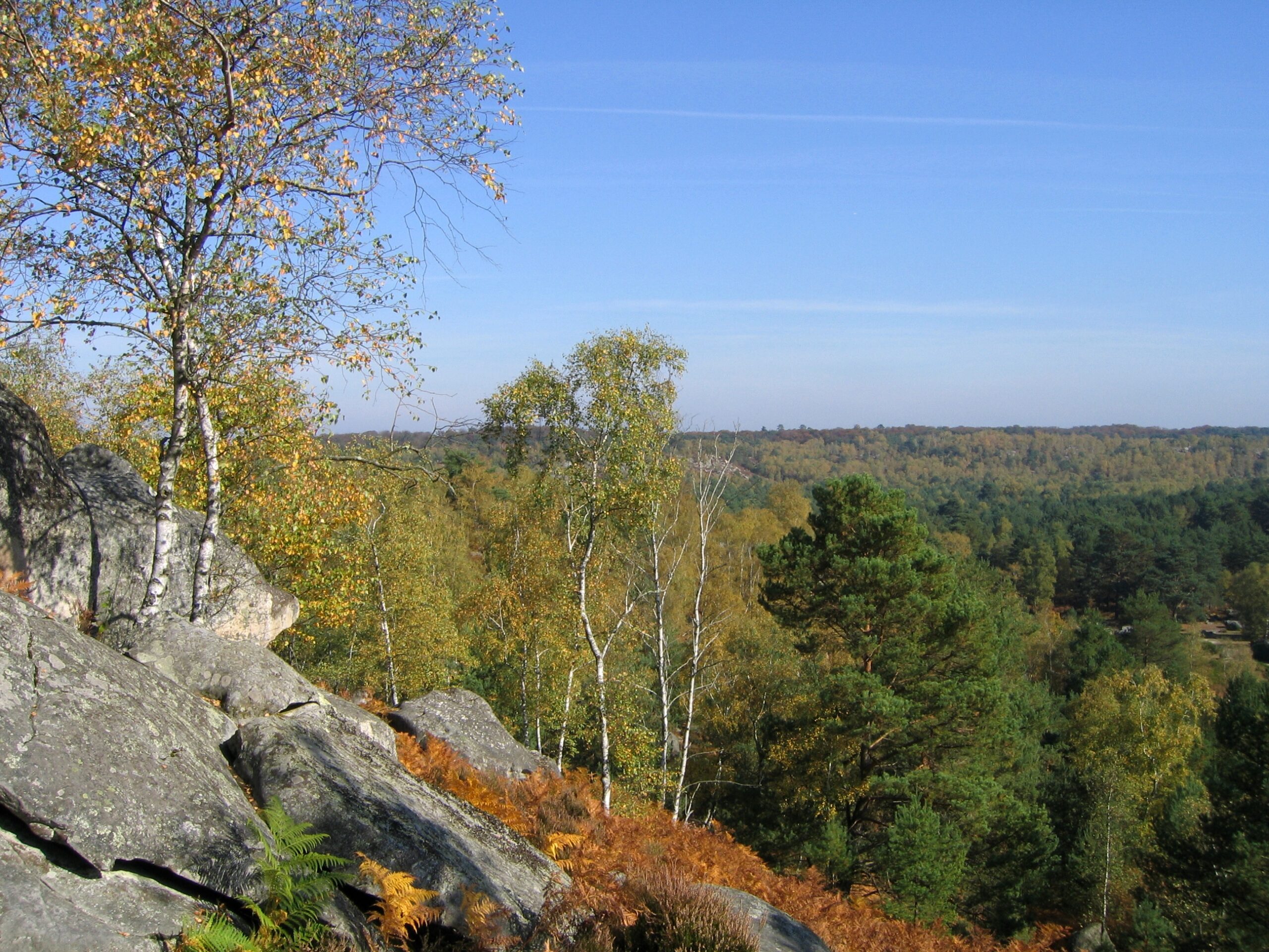 Forêt du Rocher Royal