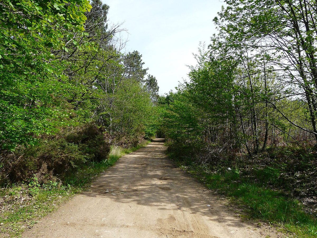 Forêt St Sauveur