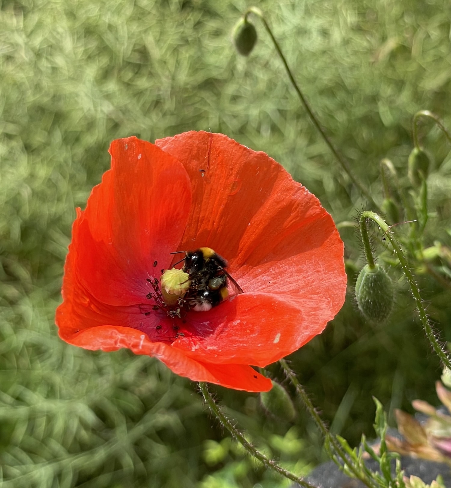 Graine de coquelicot