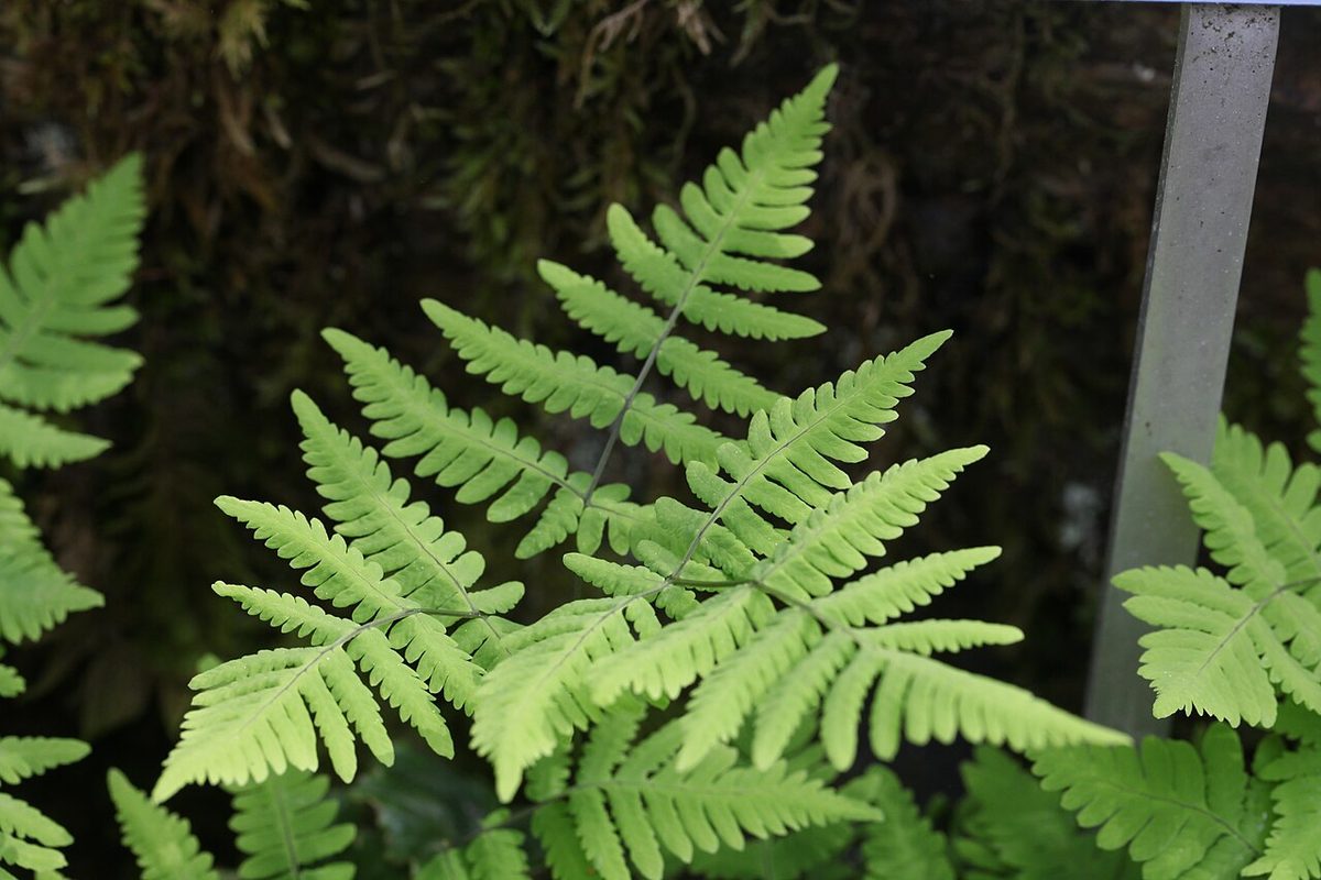 Jardin polypodes