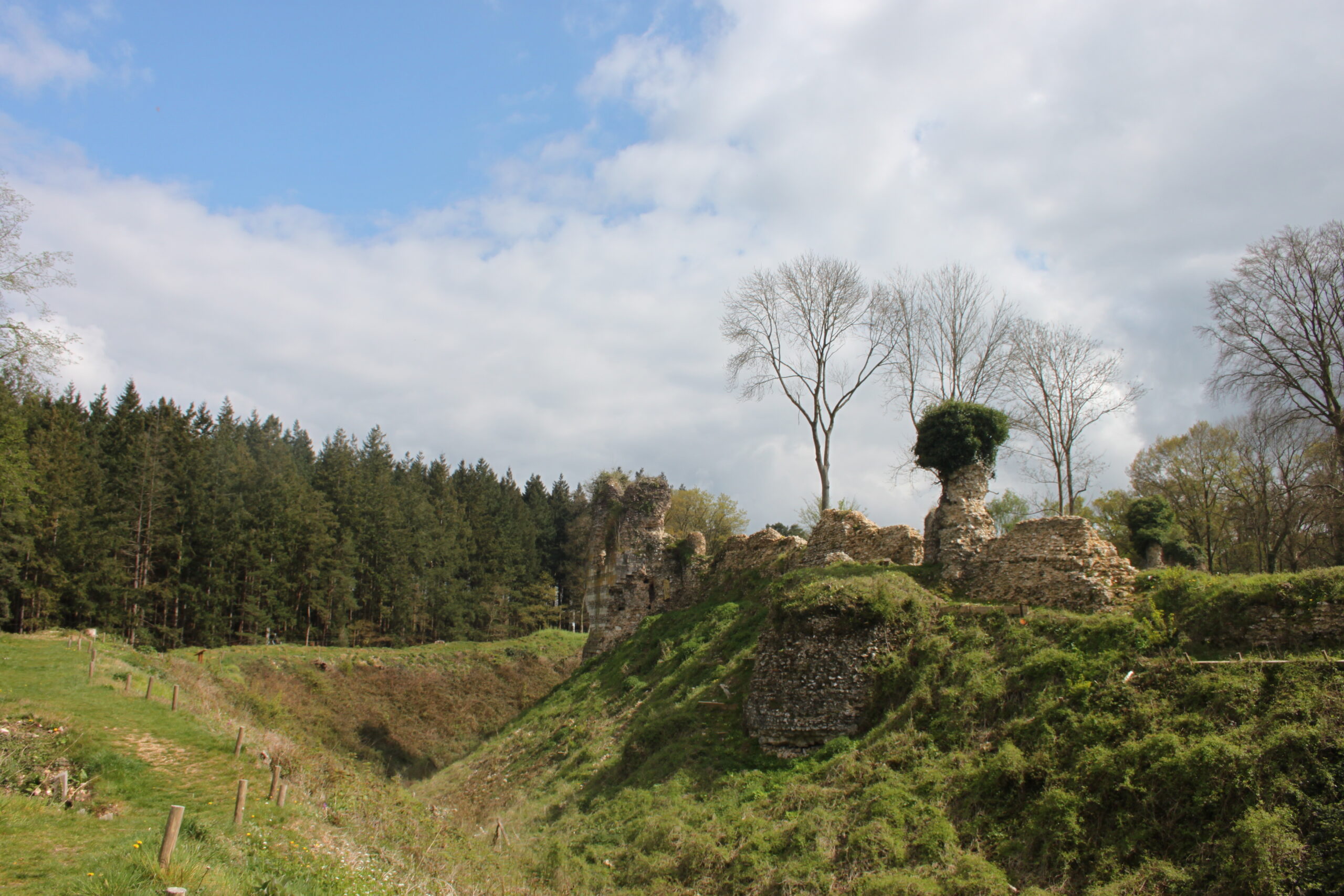 La forêt de Montfort