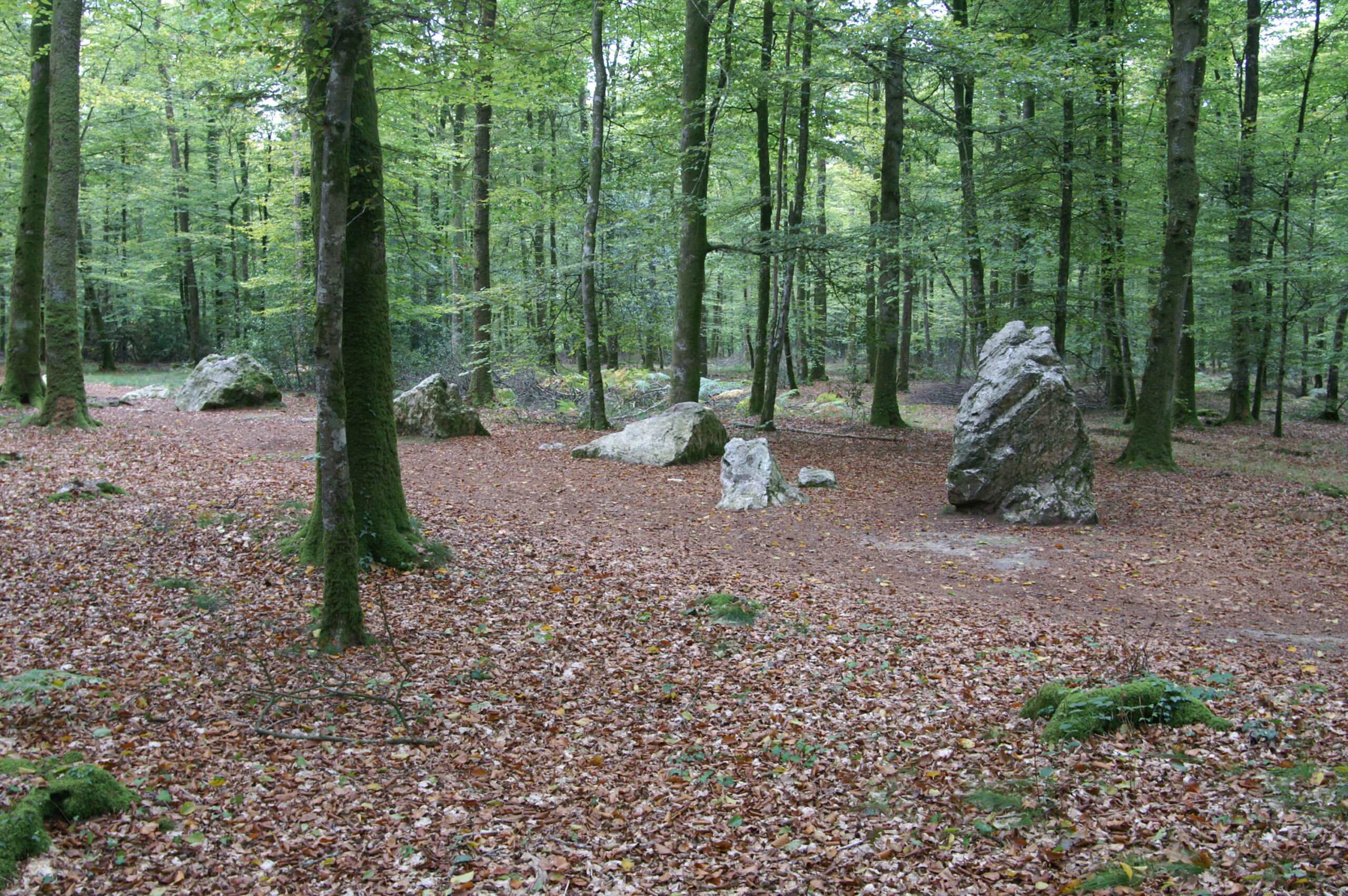 La Forêt Domaniale de Fougères
