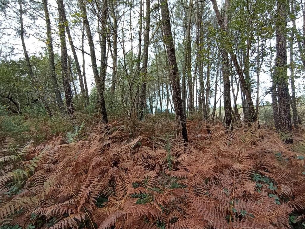 Le Bois de Boeuvres