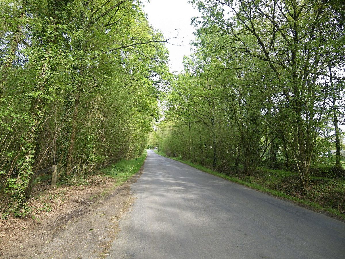 Le bois de Soeuvres
