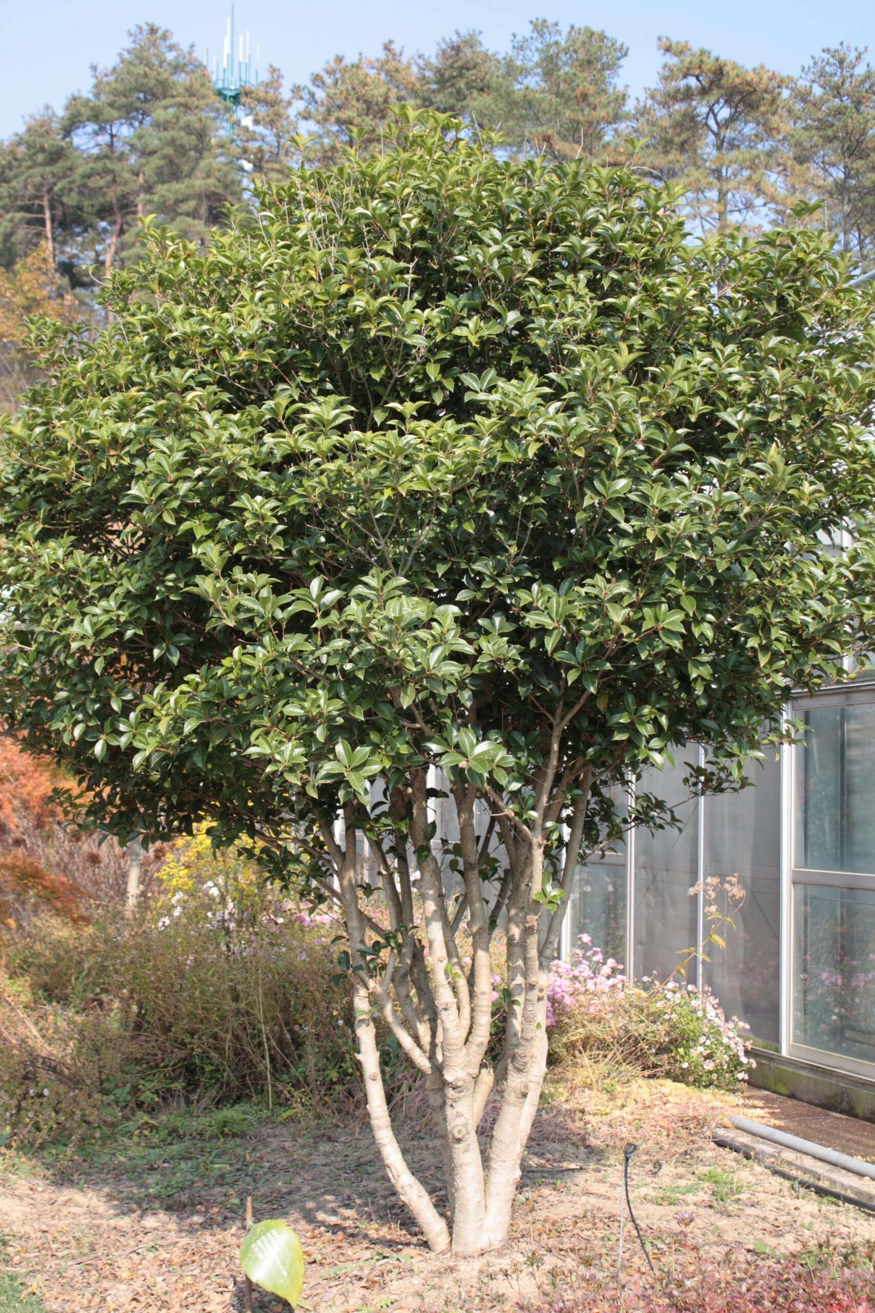 Le Jardin des Osmanthes