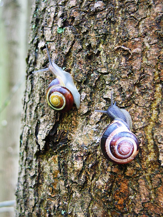 Les Escargots de Virginie