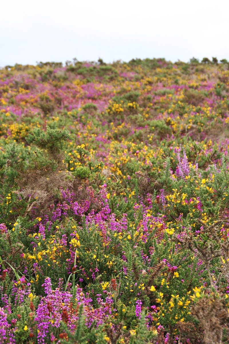 Les landes de Locarn