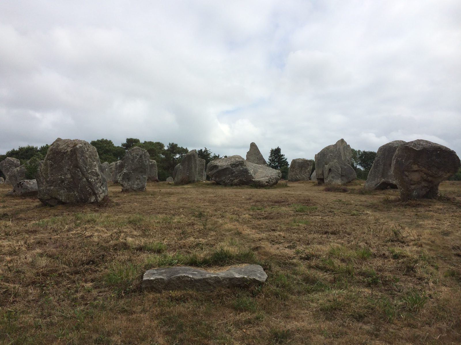 Files parallèles de menhirs et fleurs sauvages aux alignements de Carnac